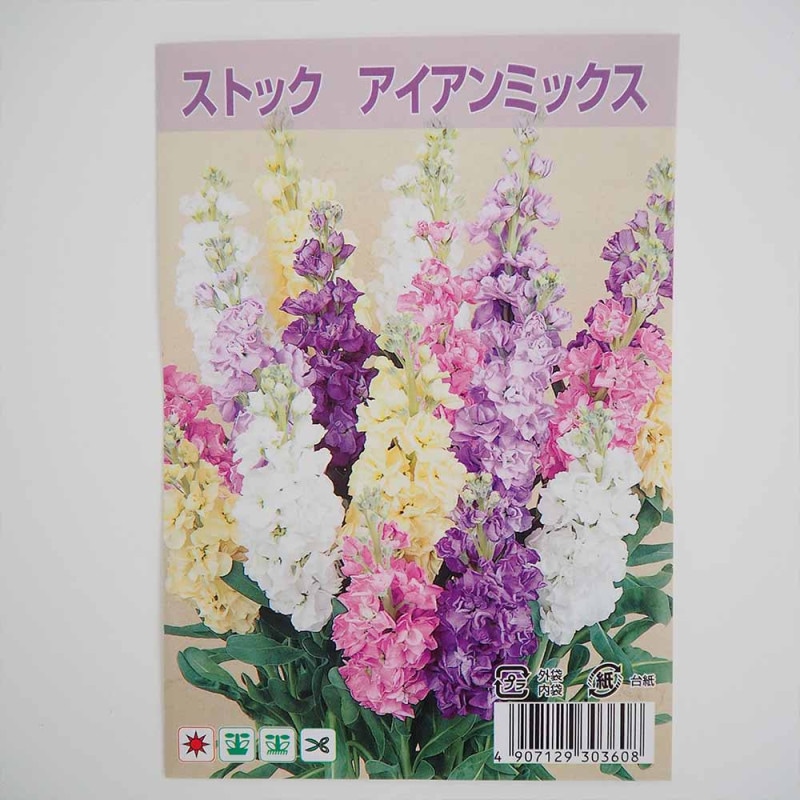 宿根ネメシア メーテル サーモンピンク 【花苗 3.5号ポット】｜ 【植物