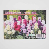 種子 八重咲きストック ベイビー混合 【 約30粒／1袋売り】|種子