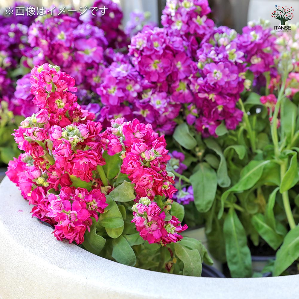 種子 八重咲きストック ベイビー混合 【 約30粒／1袋売り】｜ 【植物の