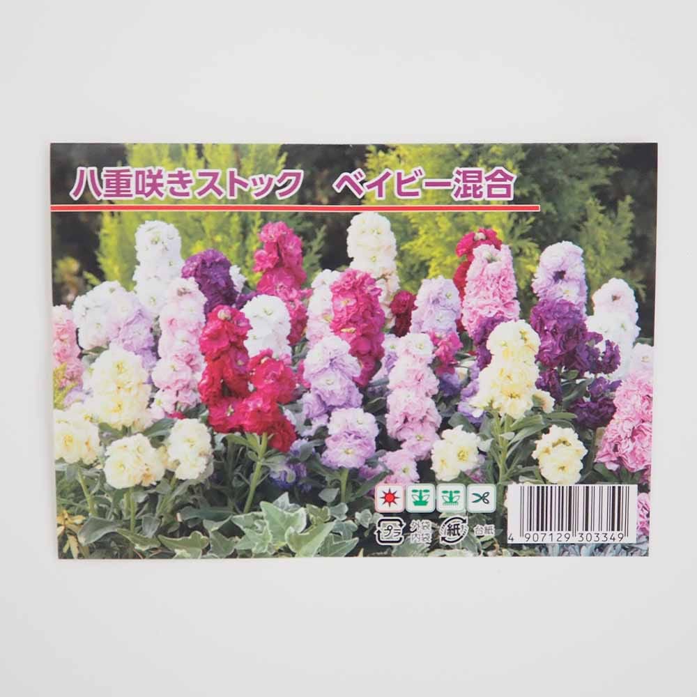 種子 八重咲きストック ベイビー混合 【 約30粒／1袋売り】