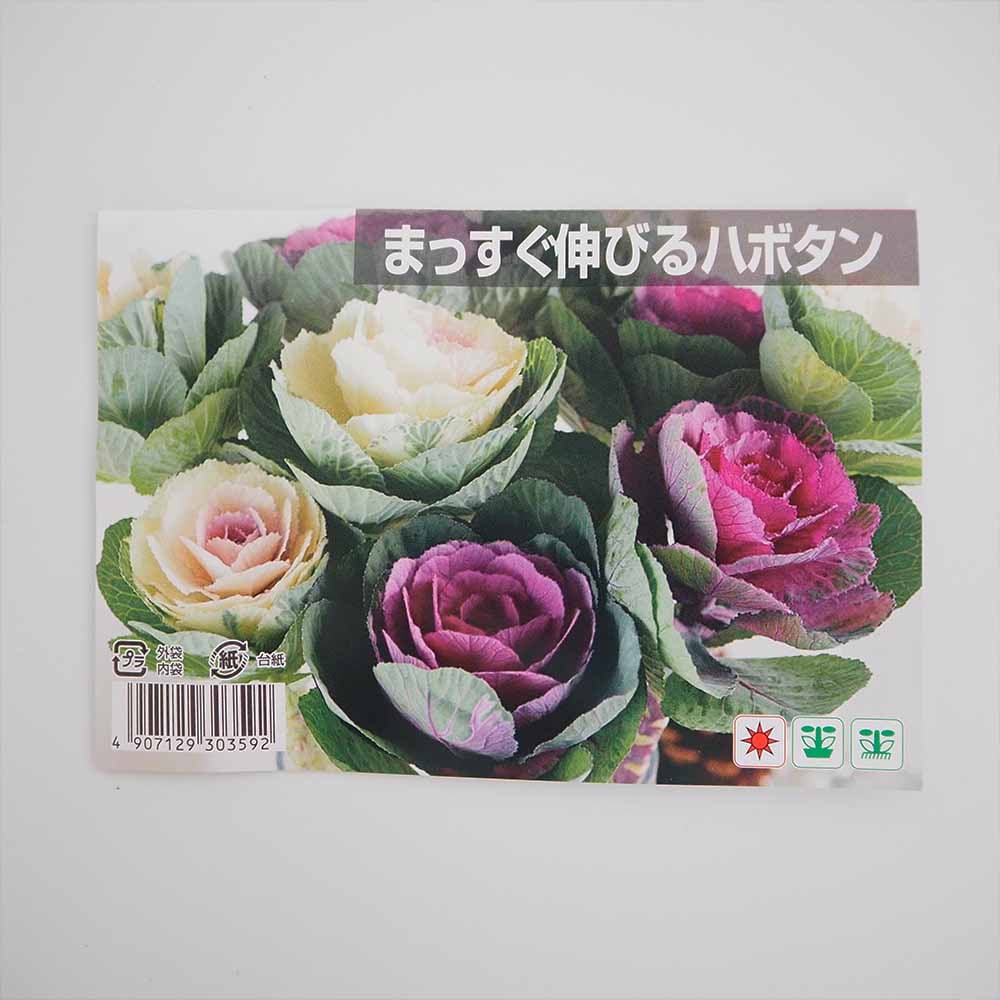 種子 まっすぐ伸びるハボタン 【 約100粒／1袋売り】