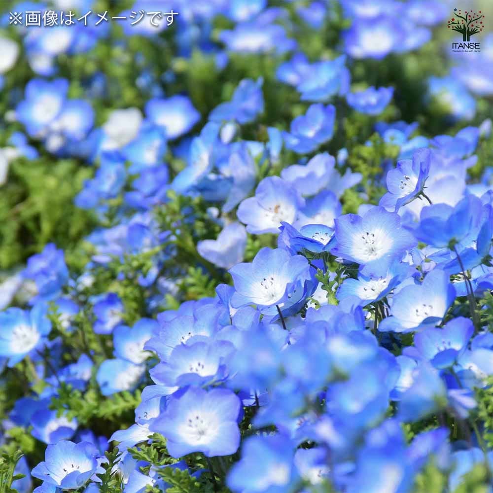 RS　ネモフィラ　種　9種 RS ネモフィラ 種 9種 聖新陶芸 空色の花 ネモフィラ栽培セット