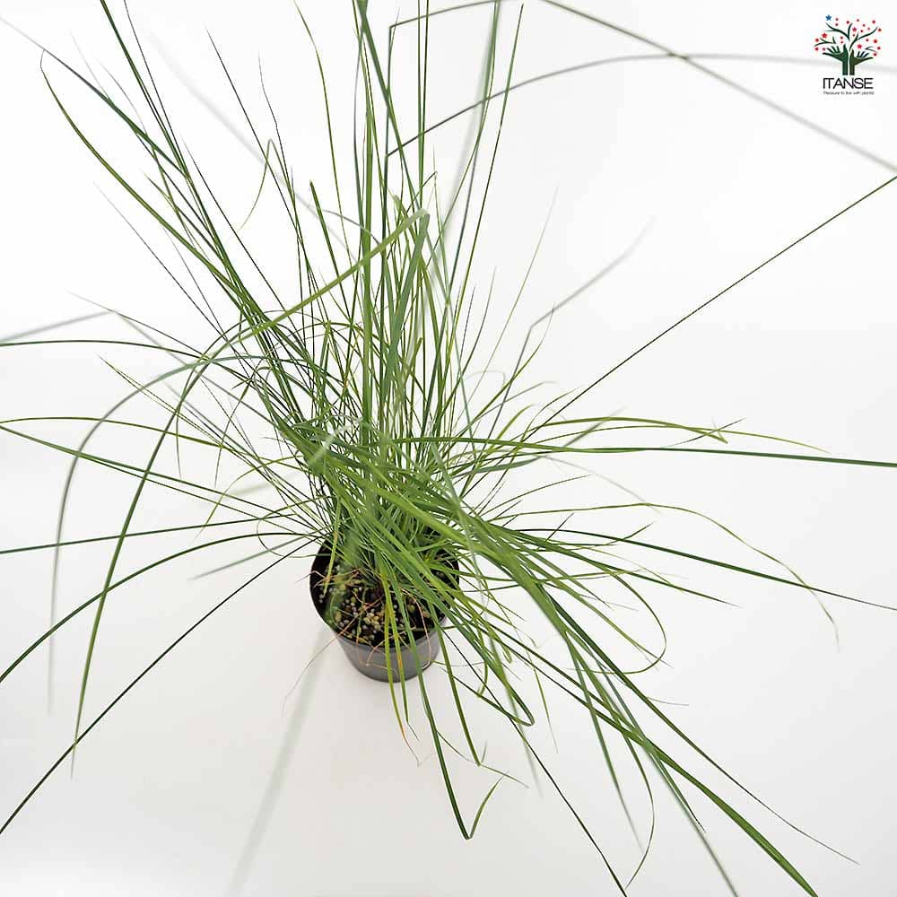 ミューレンベルギア カピラリス 【花苗 3.5号】｜ 【植物の