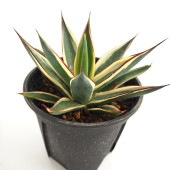 アガベ スノーグロウ 【多肉植物 4号／1個売り】|多肉植物