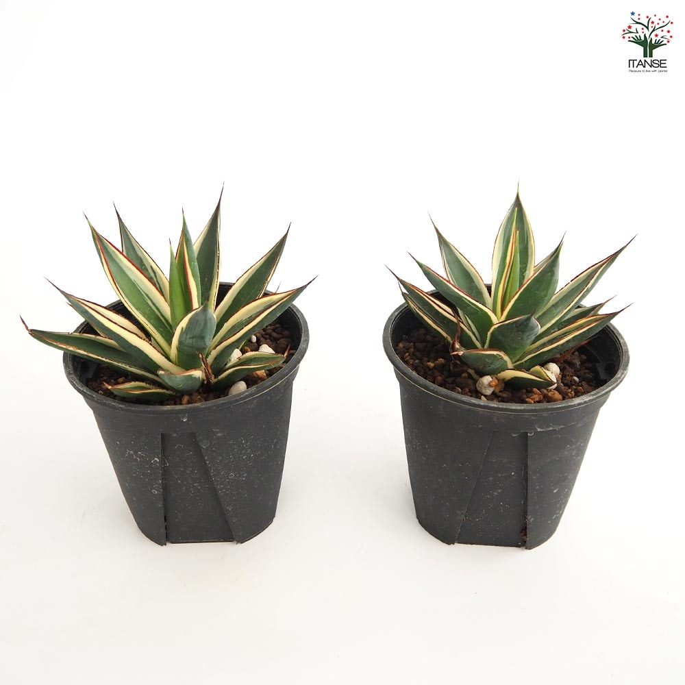 アガベ スノーグロウ 【多肉植物 4号／1個売り】｜ 【植物の