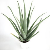 アロエ ベラ 【多肉植物 8号／1個売り】|多肉植物