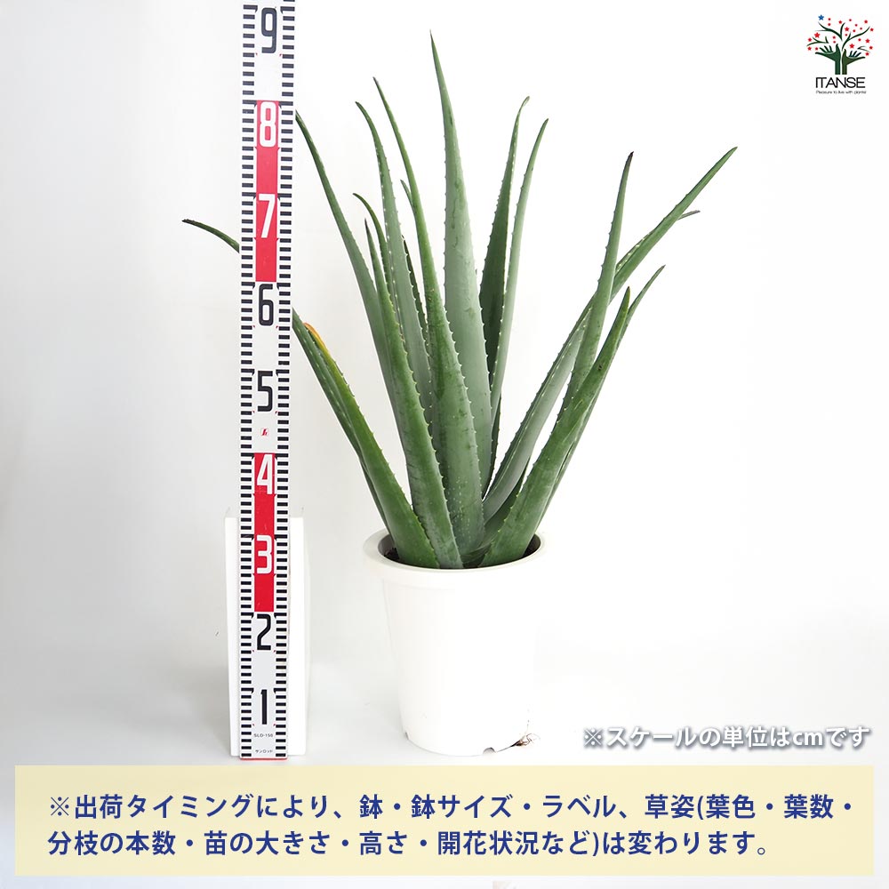 楽天市場】ハオルチア（種類（植物）アロエ）の通販 初売りセール 特選