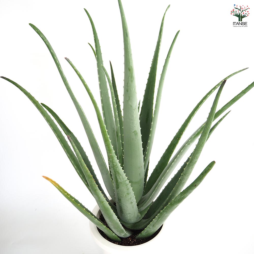 アロエ ベラ 【多肉植物 8号／1個売り】｜ 【植物のITANSE】全品