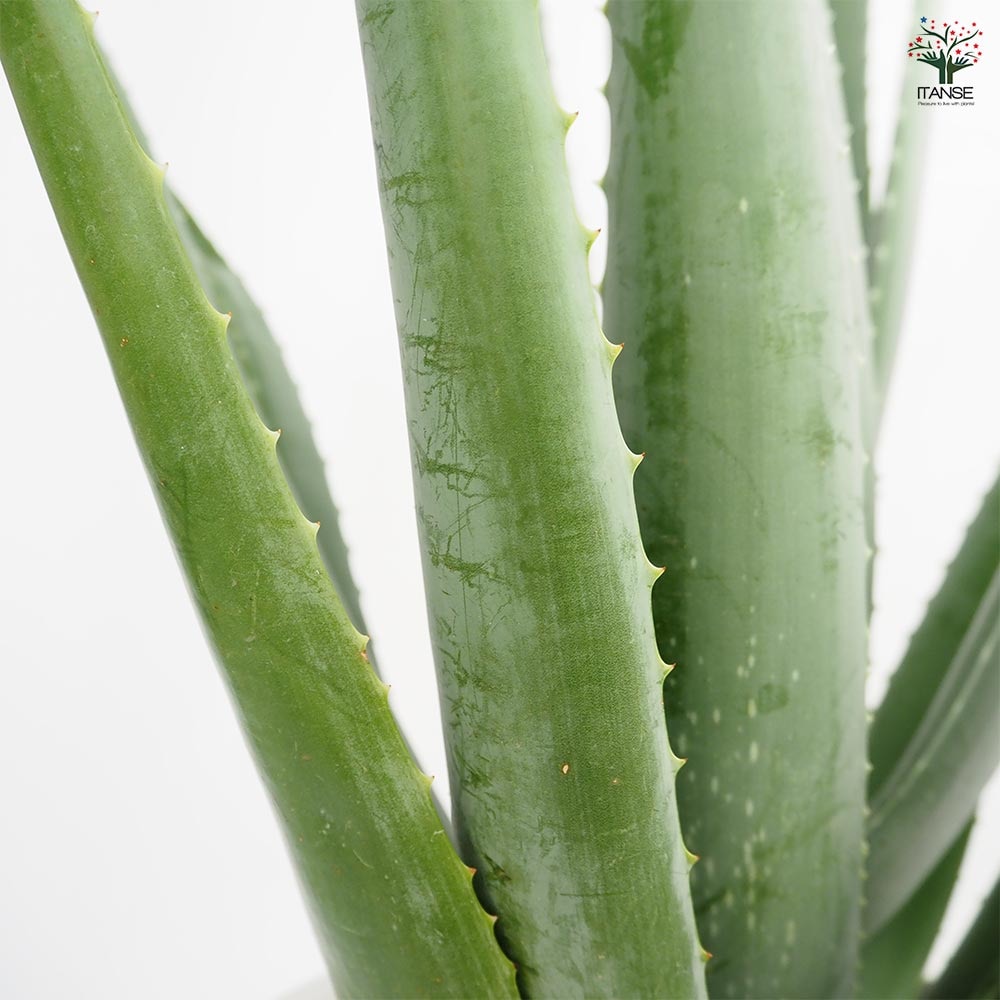 アロエ ベラ 【多肉植物 8号／1個売り】｜ 【植物のITANSE】全品
