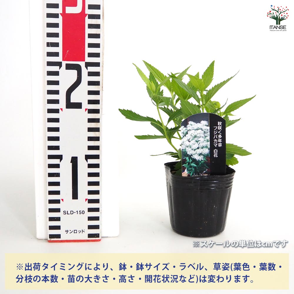 フジバカマ　苗　3苗です フジバカマ苗 3号鉢 〜ツーギー谷〜 : shop.ツーギー谷 - 通販