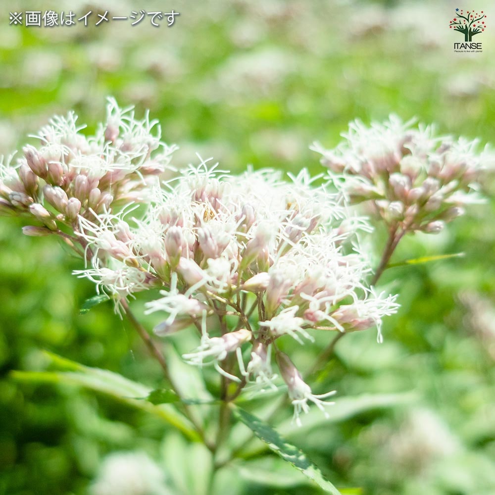 山野草 藤袴ガチャ③ 白いフジバカマ 抜き苗 Amazon | フジバカマ 苗 赤白寄せ植え 藤袴 3号 山野草 宿根草