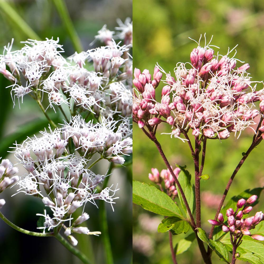 予約　専用　フジバカマ　５５０苗　白　赤 予約 専用 フジバカマ 550苗 白 赤 フジバカマ 苗 赤白寄せ植え