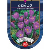 クロッカス 紫 【花球根 10球】|球根類