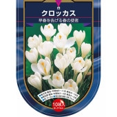 クロッカス 白 【花球根 10球】|球根類