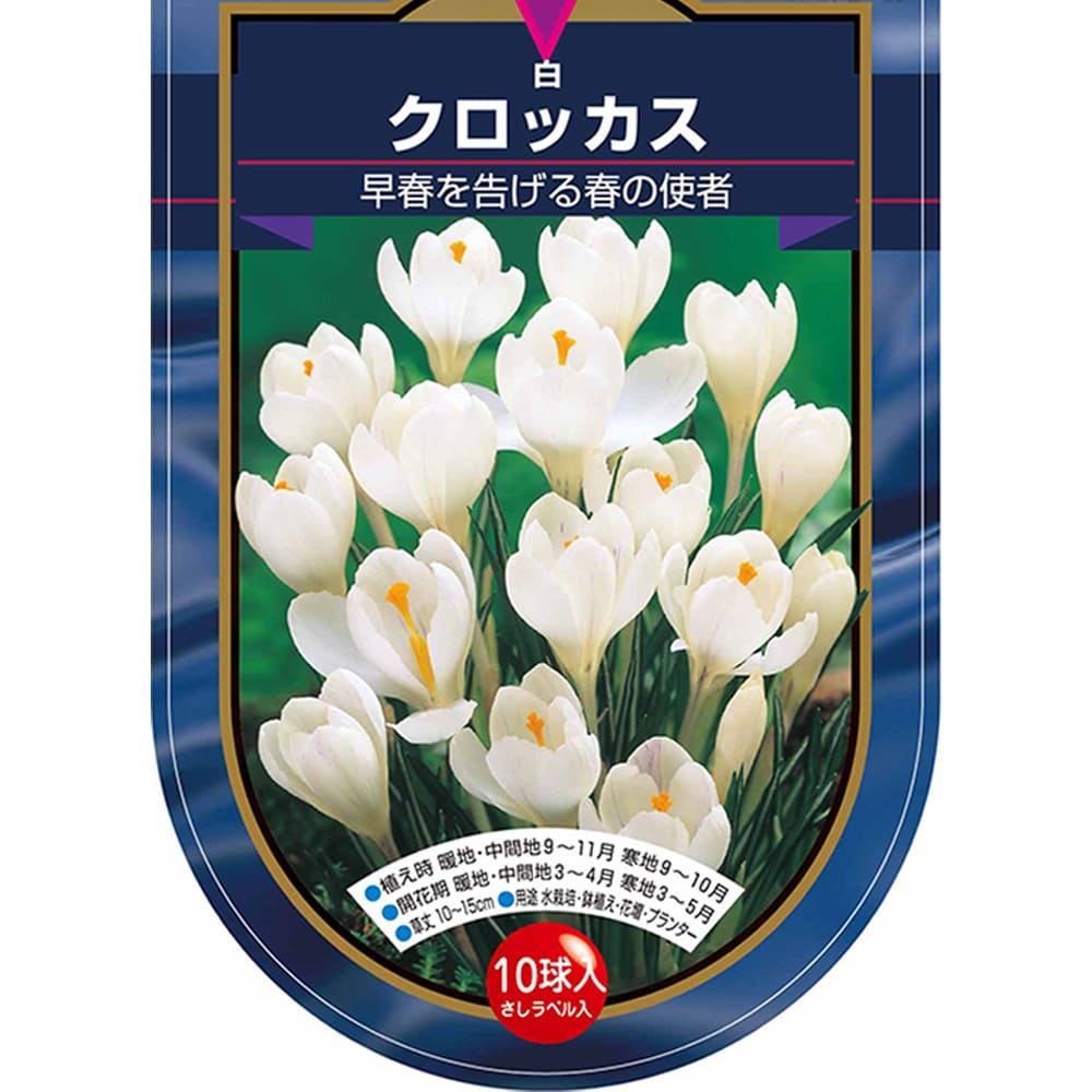 クロッカス 白 【花球根 10球】