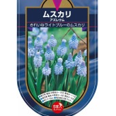 ムスカリ アズレウム 【花球根 5球】|球根類