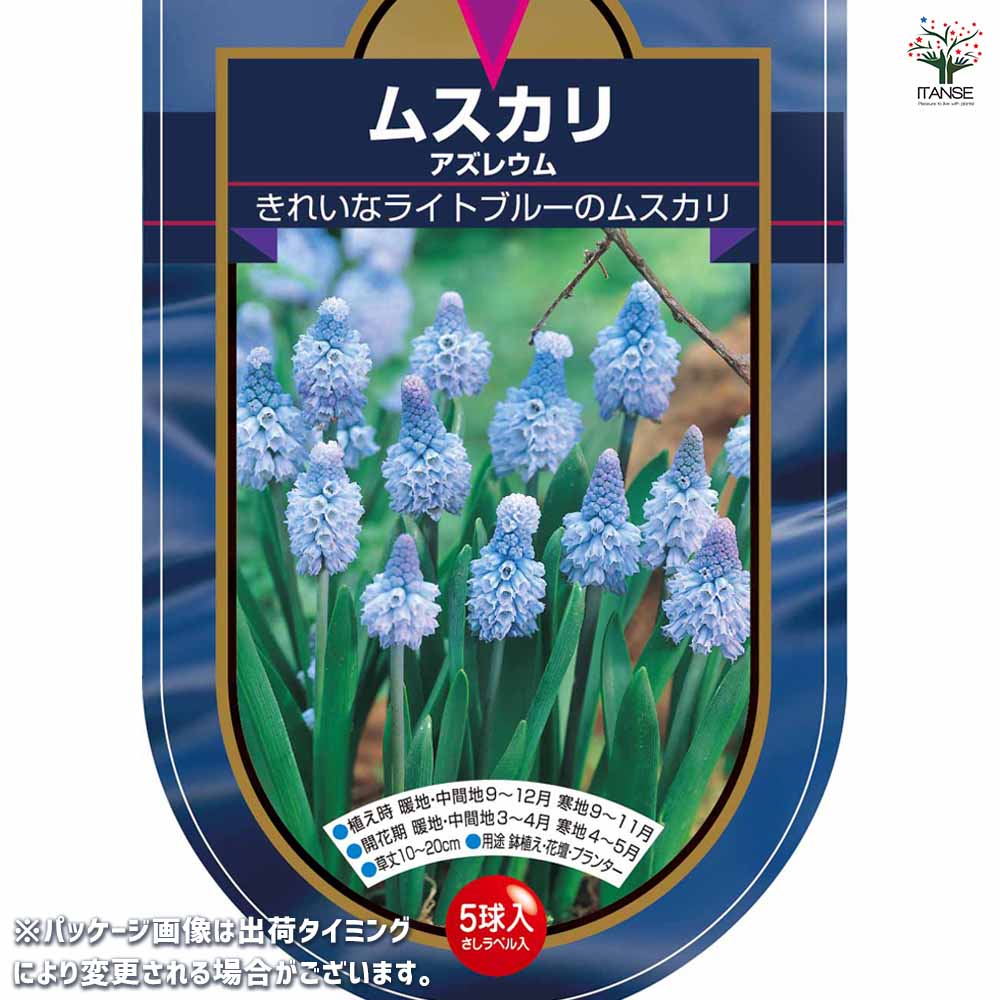 6月発送ご希望 ムスカリ球根 楽天市場】秋植え球根 ムスカリ ブリングブリング 球根 5球 春が