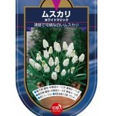 ムスカリ ホワイトマジック 【花球根 10球】|球根類