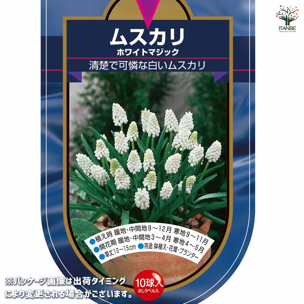 【球根】★残りわずか★ムスカリ　ホワイトマジック　10球 ムスカリ ホワイトマジック 【花球根 10球】｜ 【植物のITANSE