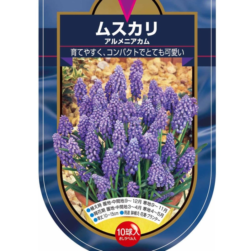 球根 ムスカリ 3種混合 【花球根 10球】｜ 【植物のITANSE】全品