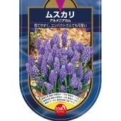 ムスカリ アルメニアカム 【花球根 20球】|球根類