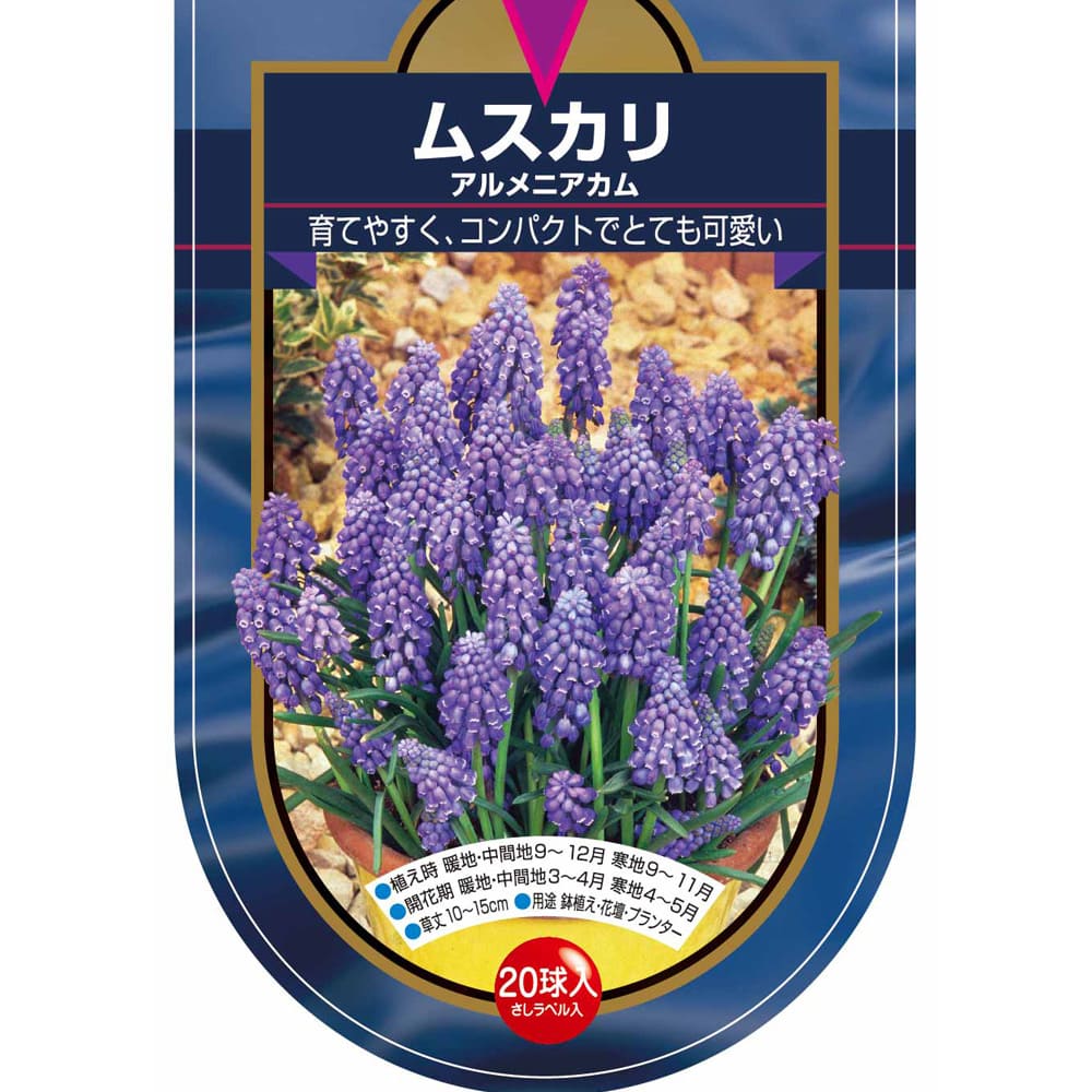 6月発送ご希望 ムスカリ球根 71f0k+sf61L._AC_UF350,