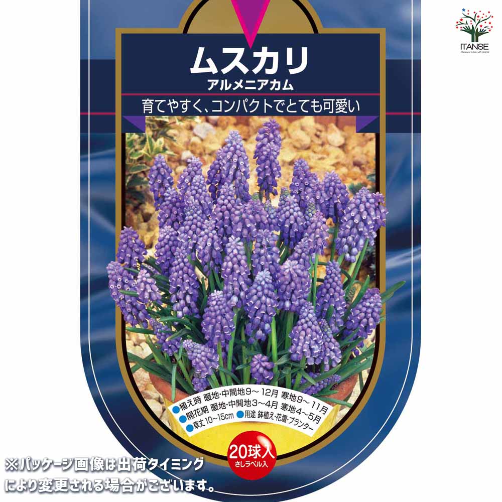 6月発送ご希望 ムスカリ球根 ムスカリ アルメニアカム 【花球根 20球】｜ 【植物のITANSE
