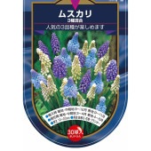 ムスカリ 3種混合 【花球根 30球】|球根類