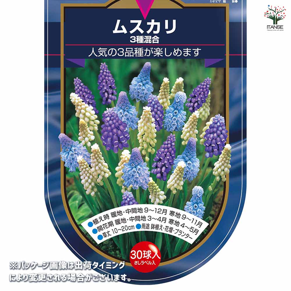 ムスカリ 3種混合 【花球根 30球】｜ 【植物のITANSE】全品送料