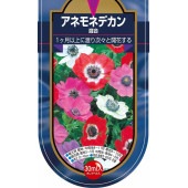 アネモネ デカン 混合 【花球根 30ML】|球根類