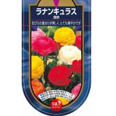 ラナンキュラス 混合 【花球根 5球】|球根類