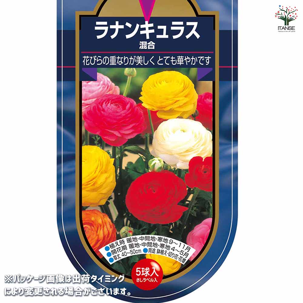 ラナンキュラス 混合 【花球根 5球】｜ 【植物のITANSE】全品