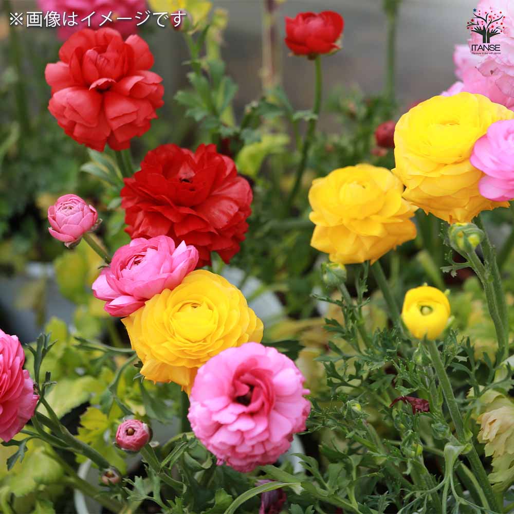 ラナンキュラス 混合 【花球根 5球】｜ 【植物のITANSE】全品
