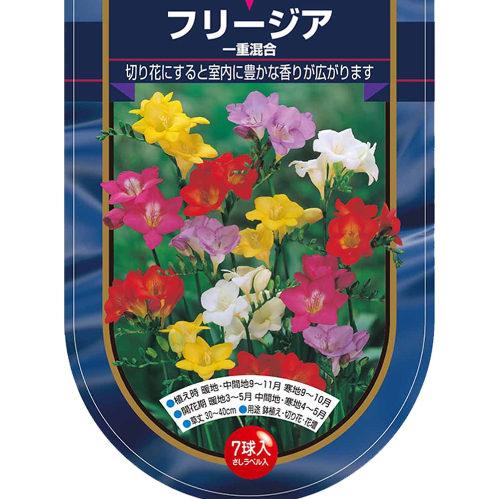 フリージア 一重 混合  【花球根 7球】