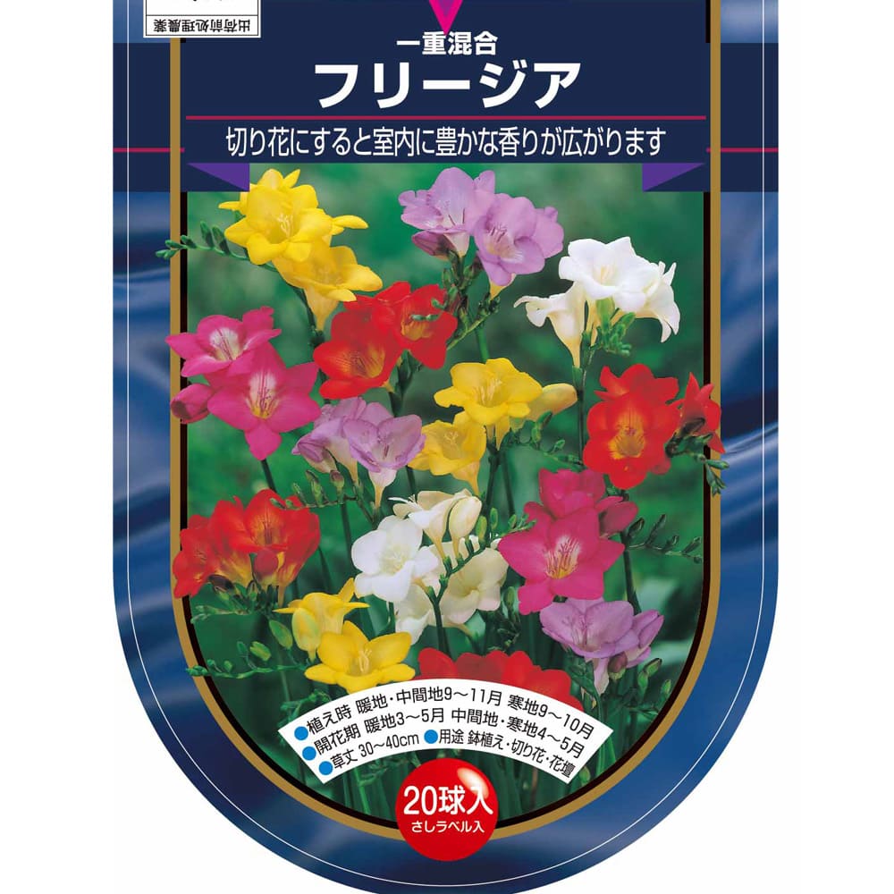 フリージア 一重 混合  【花球根 20球】