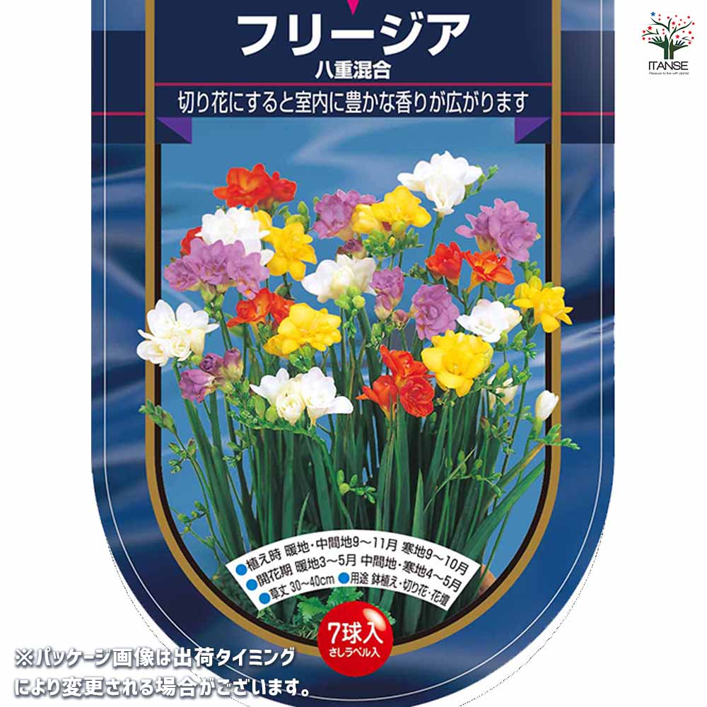 フリージア 八重 混合 【花球根 7球】｜ 【植物のITANSE】全品