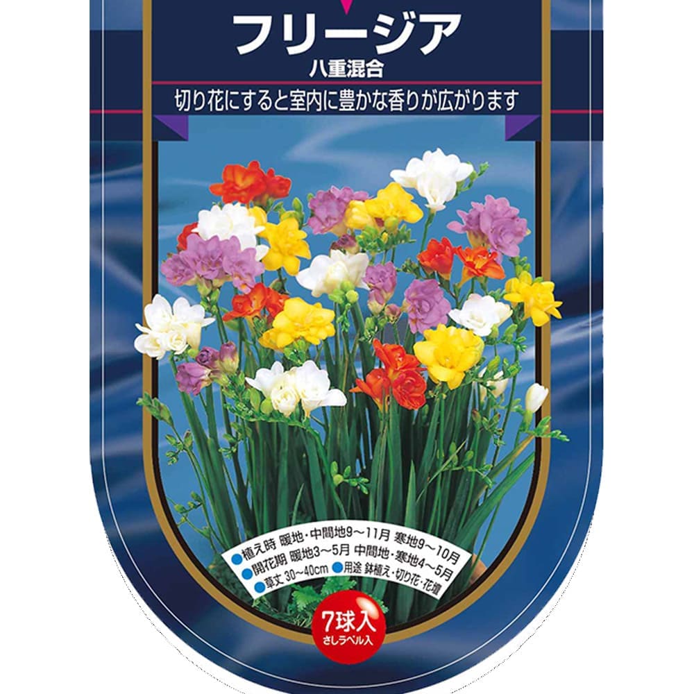 フリージア 八重 混合  【花球根 7球】