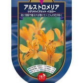 アルストロメリア リグツハイブリット イエロー 【花球根 1球】|球根類