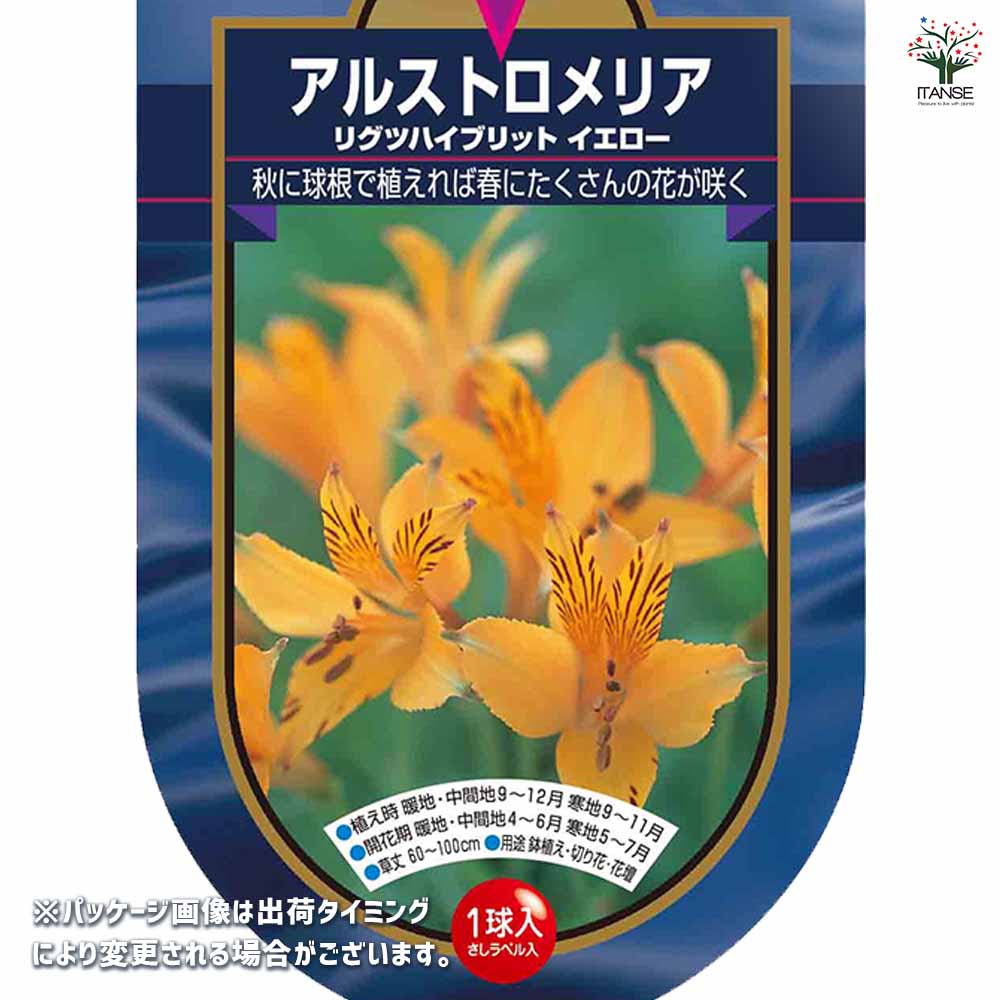 アルストロメリア リグツハイブリット イエロー 【花球根 1球