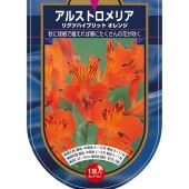 アルストロメリア リグツハイブリット オレンジ 【花球根 1球】|球根類