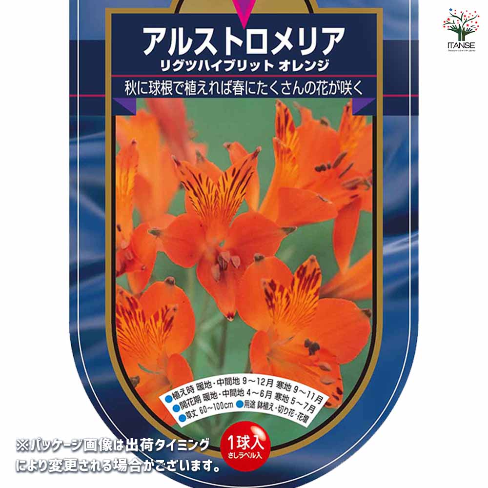 アルストロメリア リグツハイブリット オレンジ 【花球根 1球