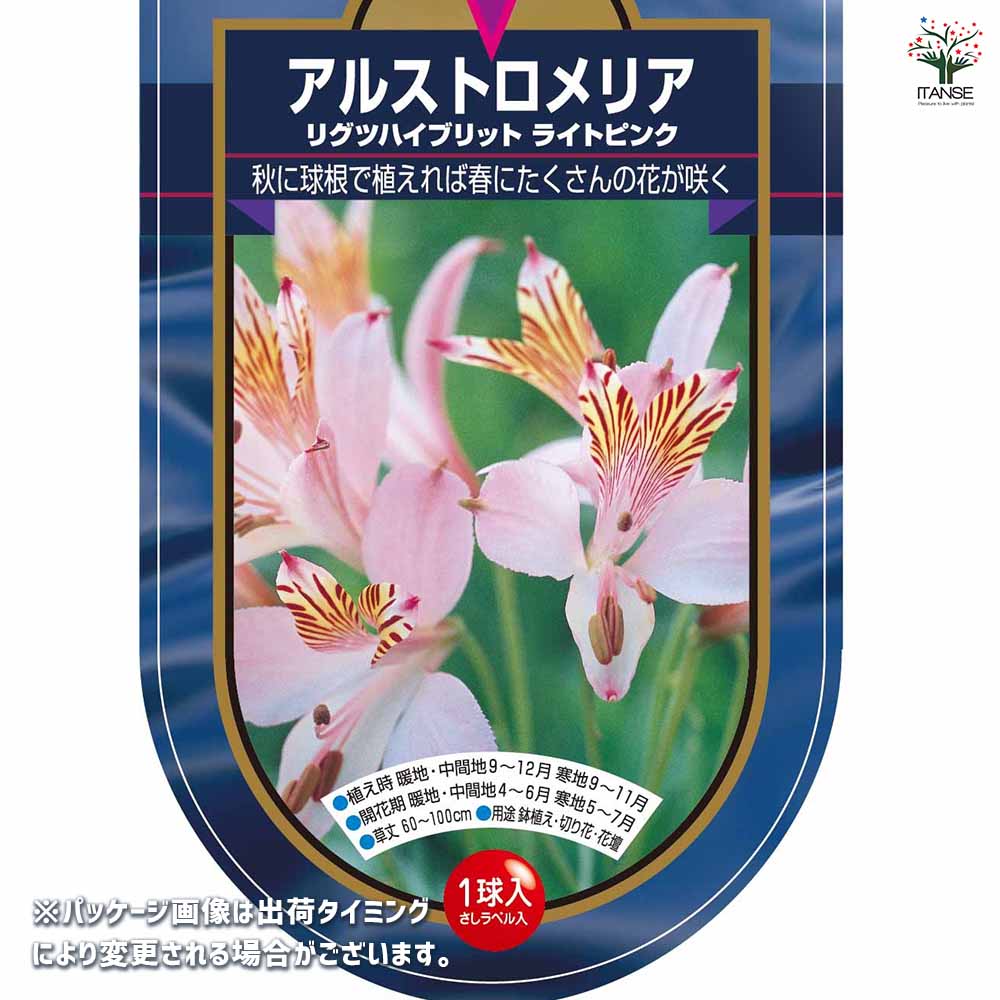 アルストロメリア リグツハイブリット ライトピンク 【花球根 1球