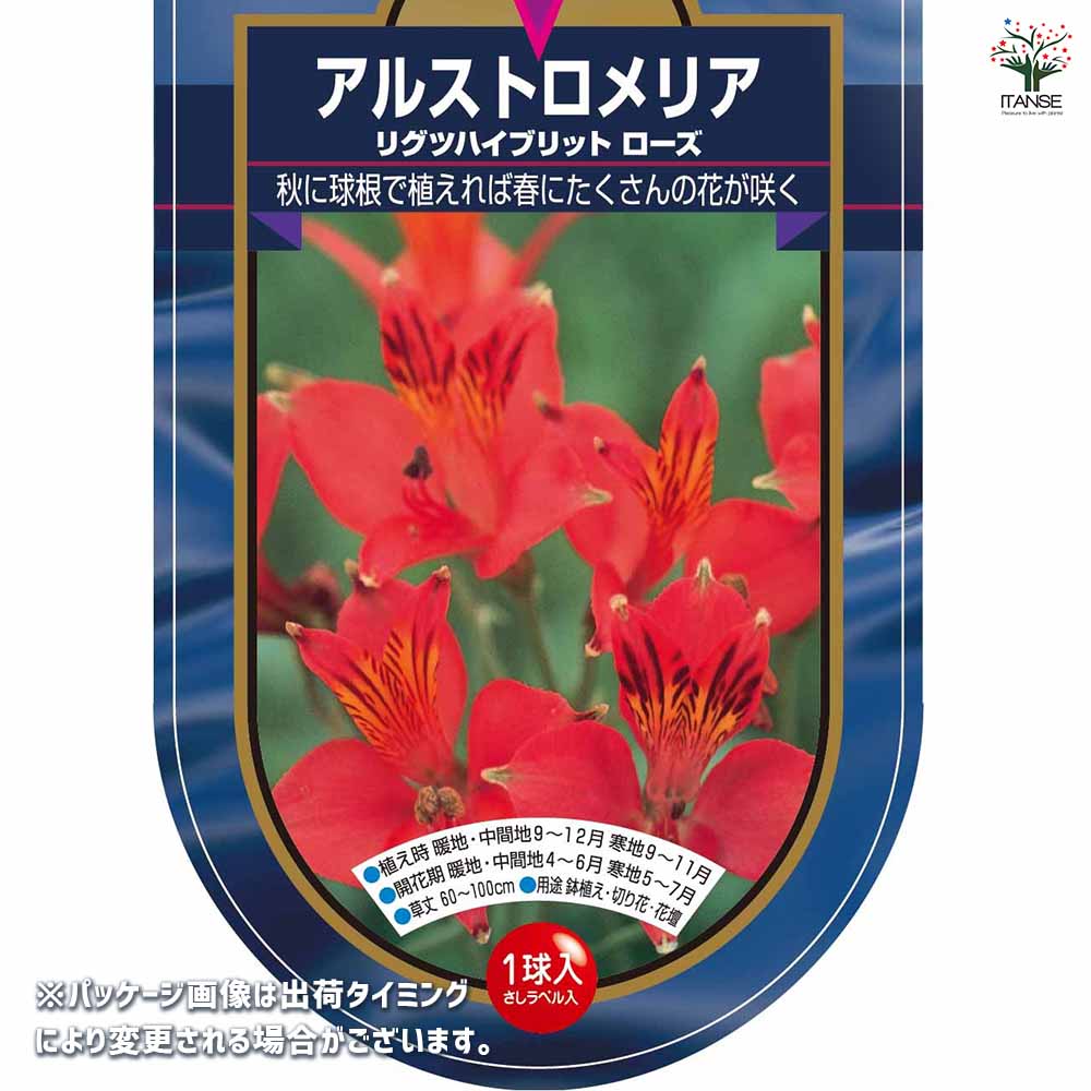 アルストロメリア リグツハイブリット ローズ 【花球根 1球】｜ 【植物