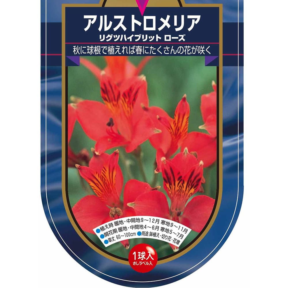 アルストロメリア リグツハイブリット ローズ 【花球根 1球】