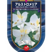 アルストロメリア スポットレス スイートホワイト 【花球根 1球】|球根類