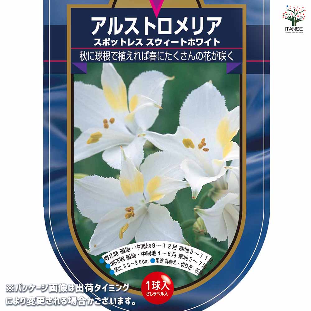 アルストロメリア スポットレス スイートホワイト 【花球根 1球