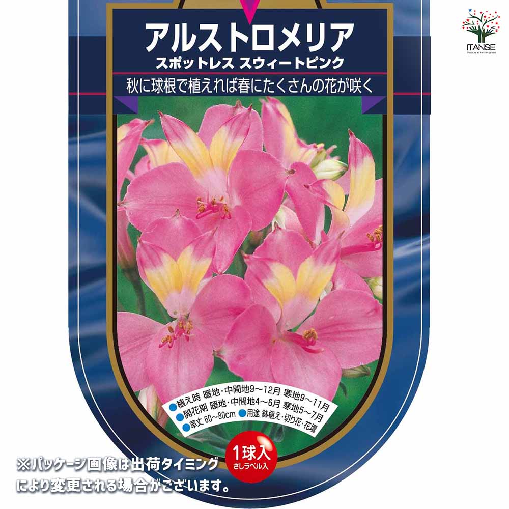 アルストロメリア スポットレス スイートピンク 【花球根 1球
