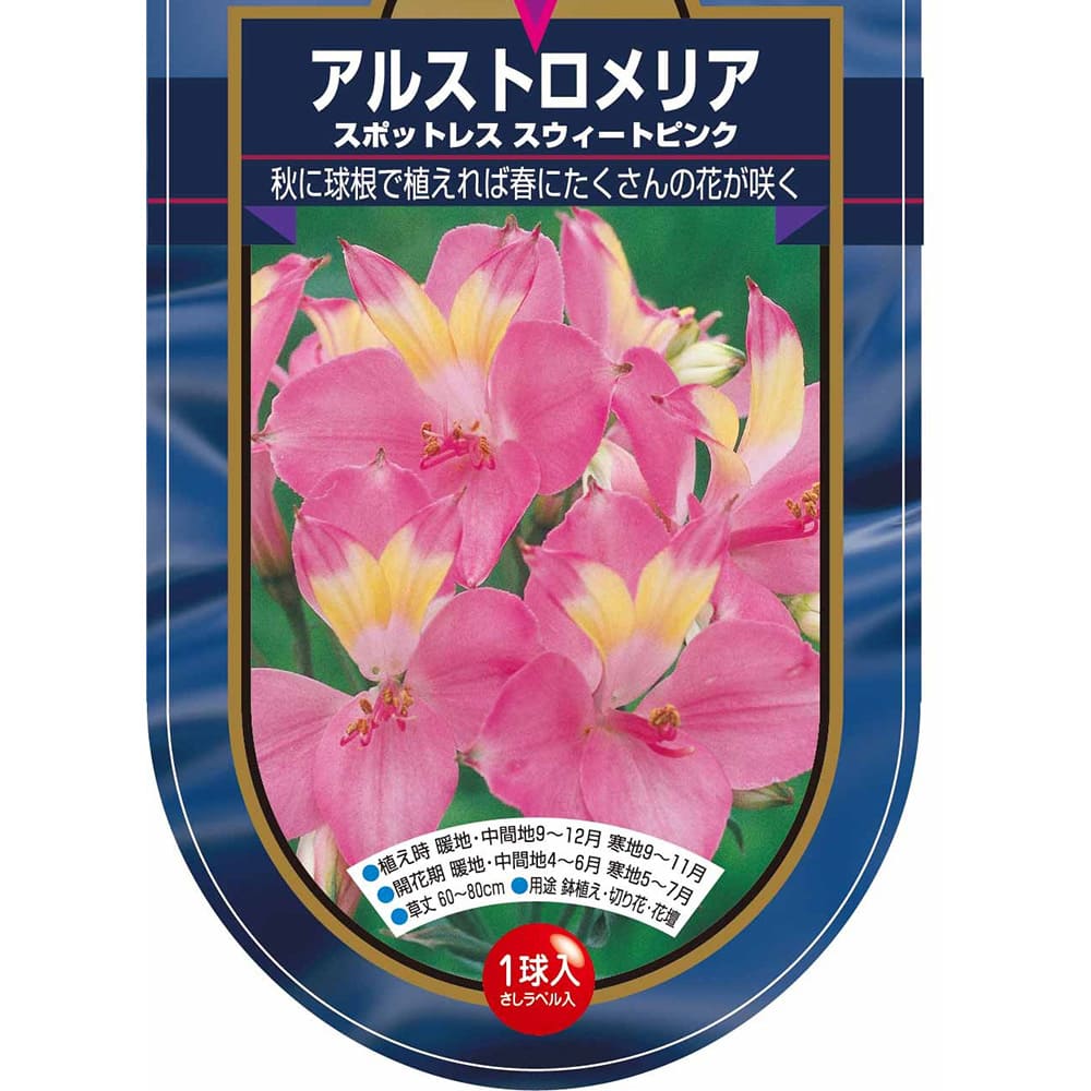アルストロメリア スポットレス スイートピンク 【花球根 1球】