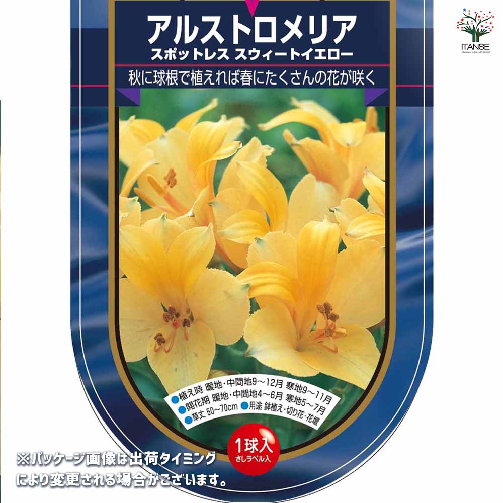 アルストロメリア スポットレス スイートイエロー 【花球根 1球