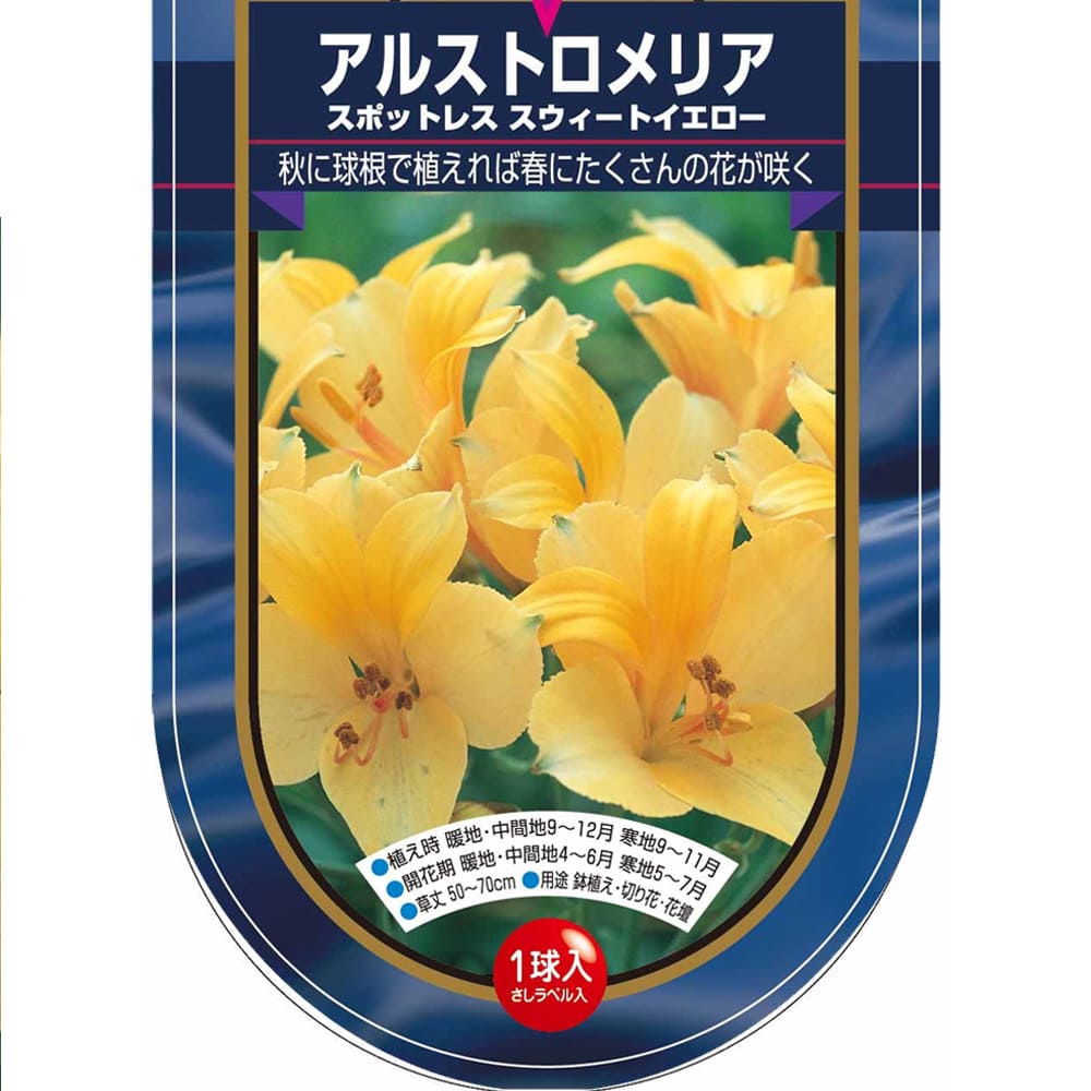 アルストロメリア スポットレス スイートイエロー 【花球根 1球】